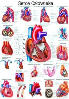 Plansza anatomiczna - Serce człowieka