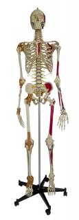 „Superowy” szkielet człowieka (model A206.1)