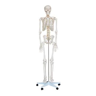 Szkielet anatomiczny człowieka (180 cm)
