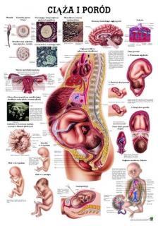 Tablica medyczna - Ciąża i poród