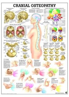 Tablica medyczna - Cranial Osteopathy