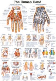 Tablica medyczna - Dłoń człowieka