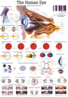 Tablica medyczna - Ludzkie oko