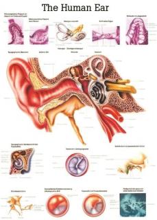 Tablica medyczna - Ludzkie ucho