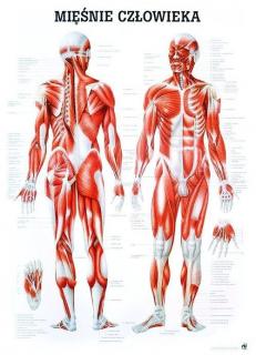 Tablica medyczna - Mięśnie człowieka (lamin.)