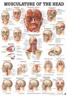 Tablica medyczna - Mięśnie Głowy Człowieka