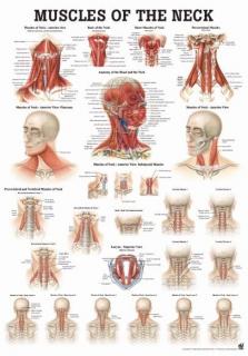 Tablica medyczna - Mięśnie szyi