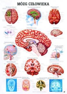 Tablica medyczna - Mózg człowieka