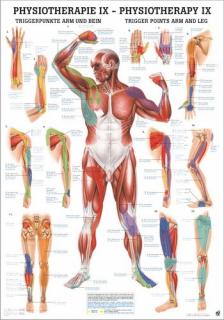 Tablica medyczna - Punkty spustowe PHYS IX