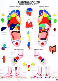 Tablica medyczna: Refleksoterapia stopy /lam.