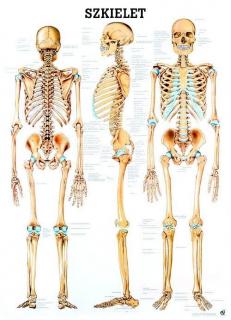 Tablica medyczna - Szkielet człowieka (lami.)