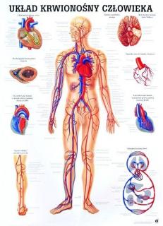 Tablica medyczna - Układ krwionośny
