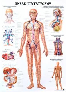 Tablica medyczna - Układ limfatyczny