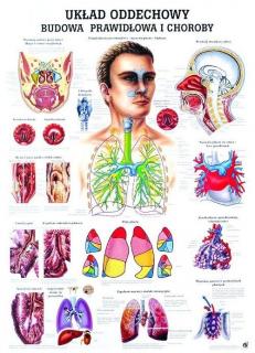Tablica medyczna - Układ oddechowy