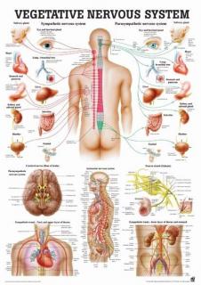 Tablica medyczna - Wegetatywny układ nerwowy