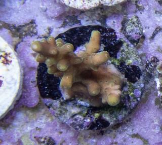 Acropora #29