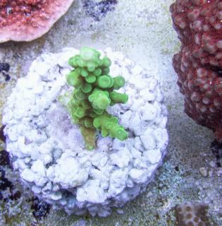 Acropora #43