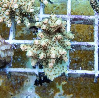 Acropora Australia #69