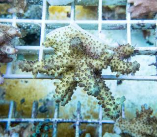 Acropora Australia #73