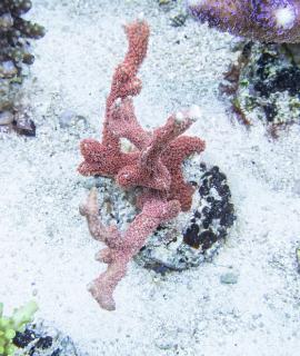 Montipora red #4