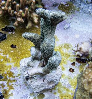 Montipora stalowa #7