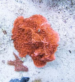 Montipora talerzowa red #3