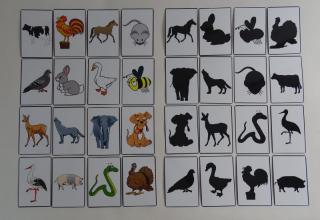 Zwierzęta cienie - karty edukacyjne