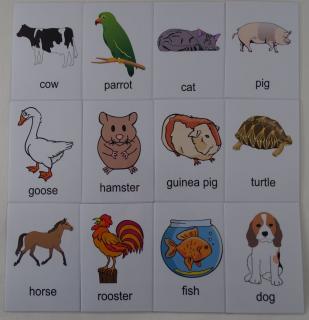 Zwierzęta karty edukacyjne - wersja w j. angielskim