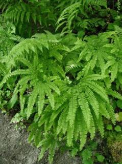 Adiantum stopowate