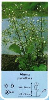 Alisma parviflora - Żabieniec drobnokwia