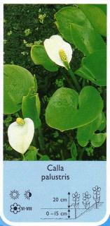 Calla palustris (czermień błotna)