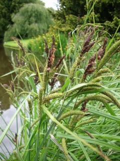 Carex riparia - Turzyca brzegowa
