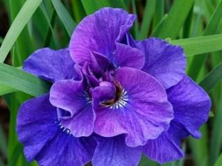 Iris Sibirica Koboom