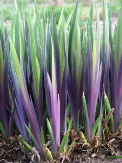 Iris versicolor  Dark Aurora