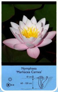 Lilia wodna Nymphaea' Marliacea Carnea''