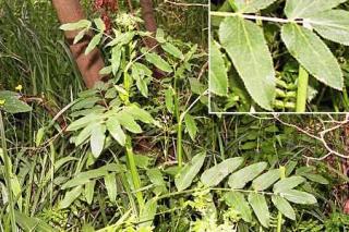 Marek szerokolistny (Sium latifolium)