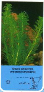 Moczarka kanadyjska  Elodea canadensis