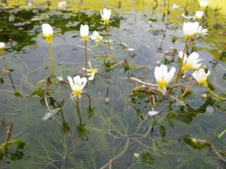 Ranunculus aquatilis  Włosienicznik wodny