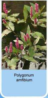 Rdest ziemnowodny Polygonum amfibium