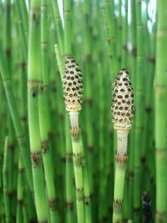 Skrzyp bagienny Equisetum fluviatile