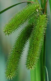 Turzyca Carex pseudo cyperus