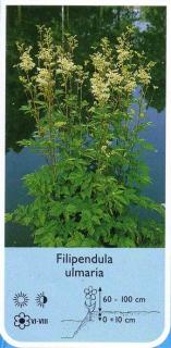 Wiązówka błotna Filipendula ulmaria