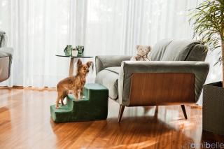 Schodki dla psa - Amibelle Atlanta 30cm zielone