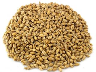 Słód pszeniczny jasny Brewferm Blond (Belgia) - 1 kg