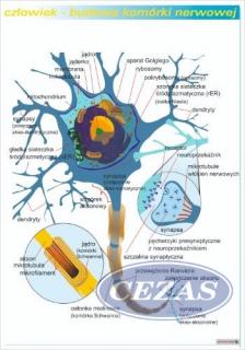 BUDOWA KOMÓRKI NERWOWEJ PLANSZA (PLA426) BUDOWA KOMÓRKI NERWOWEJ PLANSZA (PLA426)