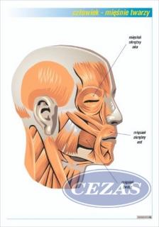 MIĘŚNIE TWARZY PLANSZA  (PLA398) MIĘŚNIE TWARZY PLANSZA  (PLA398)