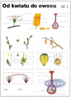 OD KWIATU DO OWOCU CZ.1 PLANSZA DWUSTRONNA  (PLA269) OD KWIATU DO OWOCU CZ.1 PLANSZA DWUSTRONNA  (PLA269)