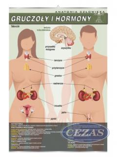 PLANSZA GRUCZOŁY I HORMONY (BIO210) PLANSZA GRUCZOŁY I HORMONY (BIO210)