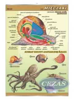 PLANSZA MIĘCZAKI-BUDOWA ANATOMICZNA (BIO363) PLANSZA MIĘCZAKI-BUDOWA ANATOMICZNA (BIO363)