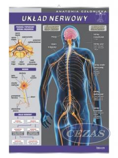 PLANSZA UKŁAD NERWOWY (BIO106) PLANSZA UKŁAD NERWOWY (BIO106)